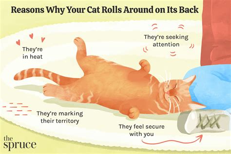 1日でお腹が痩せる方法: なぜ猫は鏡を見ると驚くのか？