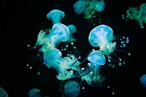  Zamia:  A Jellyfish With Tentacles That Glow Like Neon Signs In The Deep Ocean!