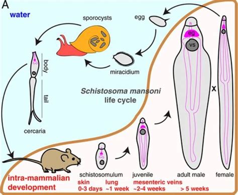  Allocreadium: Un Parasite Fascinant Qui S'Installe Dans le Système Digestif de Son Hôte et Se Réjouit d'une Vie Intéressante!