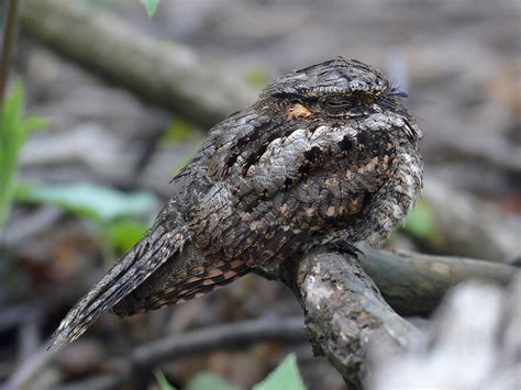  Bouquetin! Un Oiseau Nocturne Qui Chantent Sous Les Étoiles