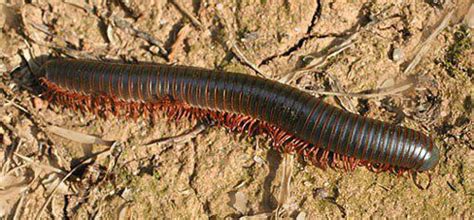 Dodecatome: Une Créature Fascinante aux Mille Pattes Qui Marche Sur la Terre!