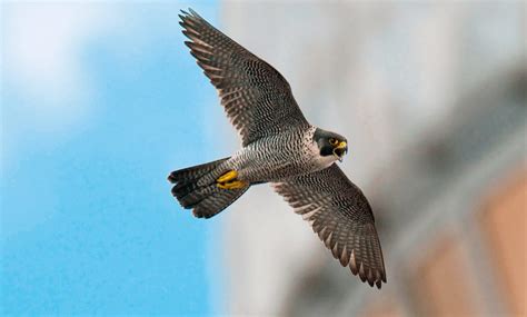  Faucon pèlerin! Un chasseur aérien fascinant aux ailes redoutables et au regard perçant