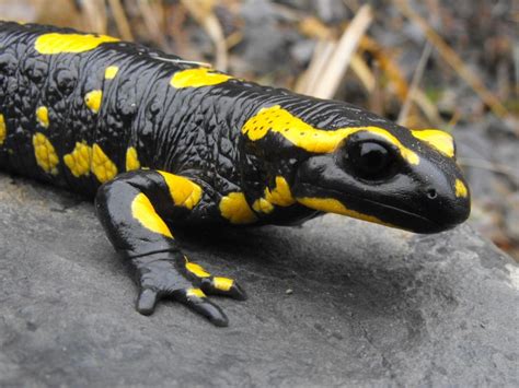  Fire Salamandre: Une créature fascinante aux couleurs vives qui brille dans l'obscurité des forêts!