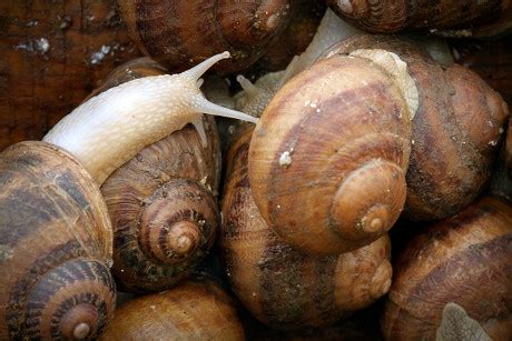 Helix: Un escargot fascinant avec un appétit insatiable pour les feuilles mortes!