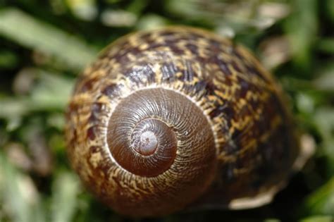  Helix aspersa:  A Shell-ebrity in Disguise, Living Its Best Life With a Snail's Pace!