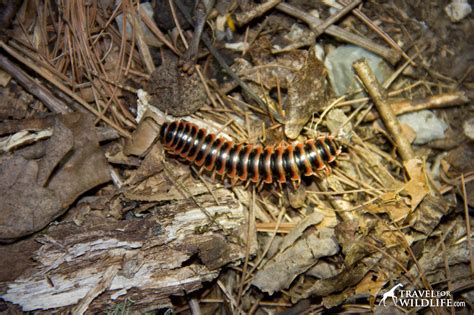  Lithobius:  Discover this fascinating creature that slithers through leaf litter and hunts its prey with lightning-fast legs!