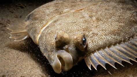  Nandou! Un poisson à nageoires immobiles qui peut vivre jusqu’à 100 ans, un véritable doyen des mers !