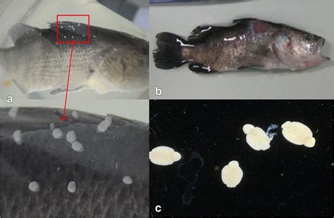  Neobenedenia: Un parasite marin qui aime faire des plongeons dans les branchies de vos poissons!