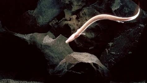  Olm! Une créature aveugle des eaux souterraines qui nage gracieusement dans l’obscurité éternelle