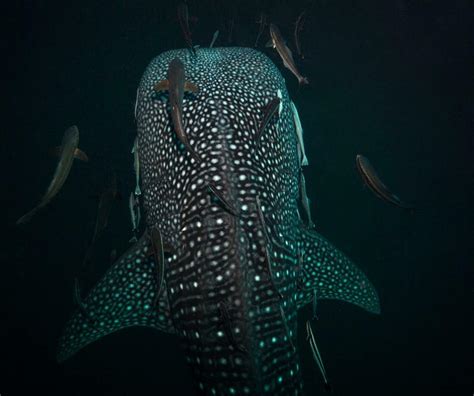  Limace de mer : une créature marine fascinante qui glisse à travers les fonds marins en laissant derrière elle un sillage de mystère !