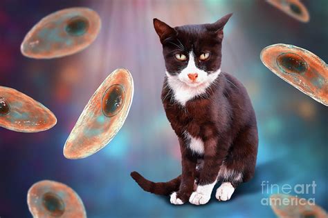  Toxoplasma: A Tiny Parasite That Can Hijack Your Mind!