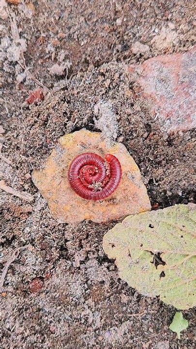  Witty Millipede: A Crawling Marvel Hiding Underground Treasures