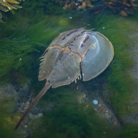  Xiphosura! Une créature ancestrale aux yeux noirs perçants qui nage parmi les merveilles de l’océan profond.