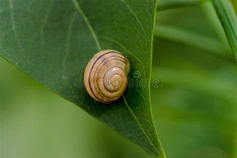  Zipper Snail: Discover This Tiny Mollusk With Stripes That Resemble a Zipper!