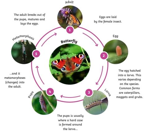  Zoogonus: Une Créature Fascinante à Cycle de Vie Complexe qui Vit dans L'eau et Se Déplace en S'accrochant aux Poissons !